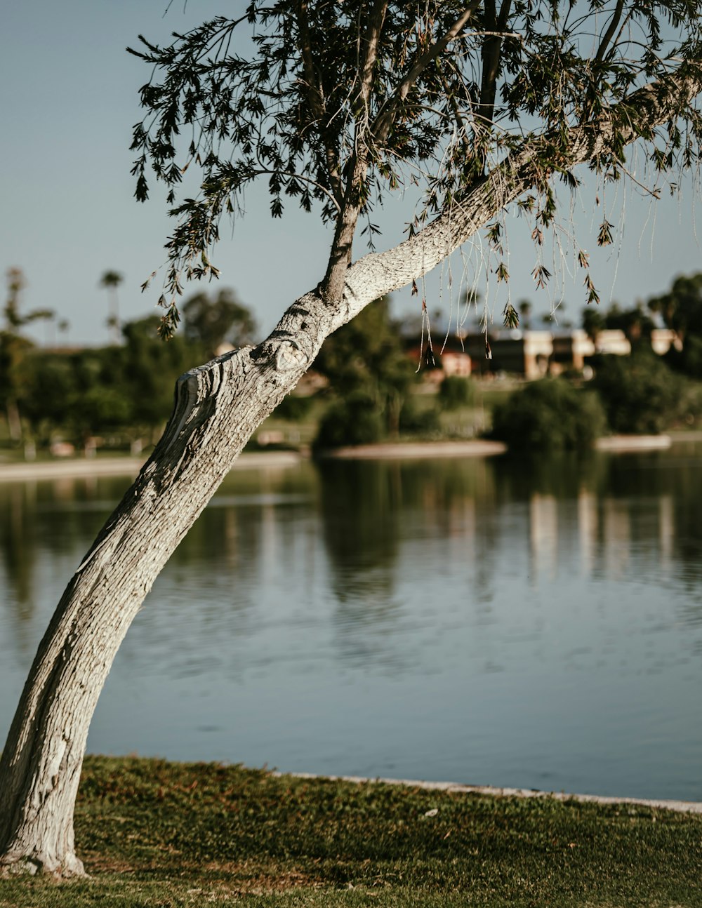 a tree leaning over a body of water