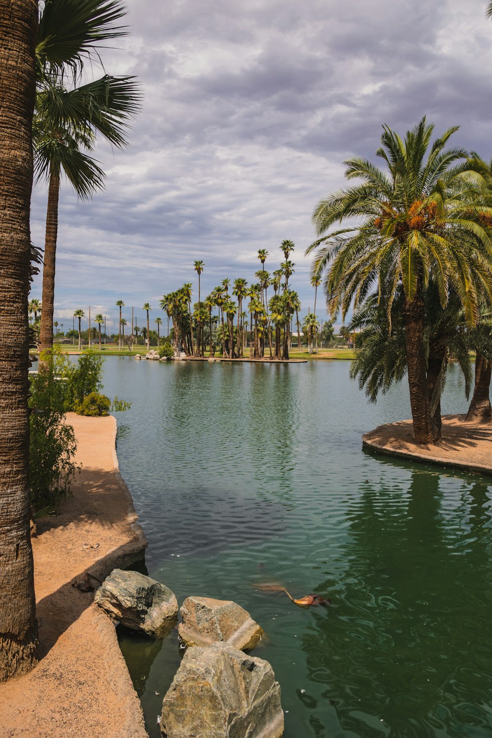 a pond surrounded by palm trees and rocks