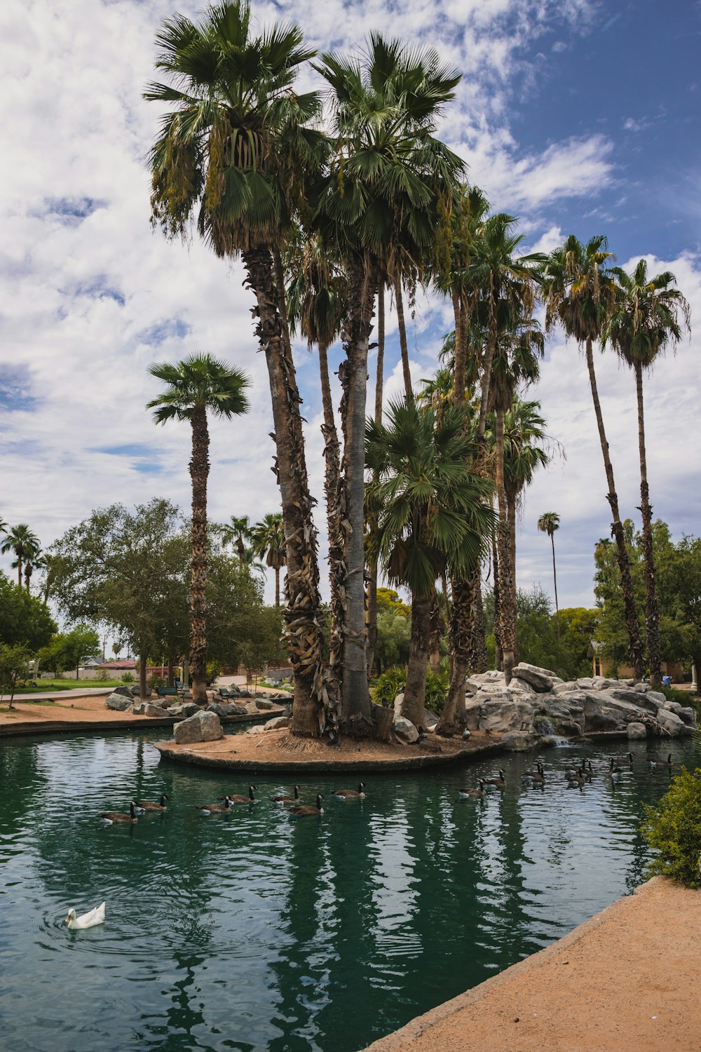 a couple of ducks swimming in a pond surrounded by palm trees