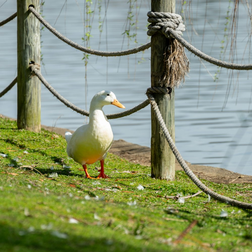 a white duck standing next to a body of water