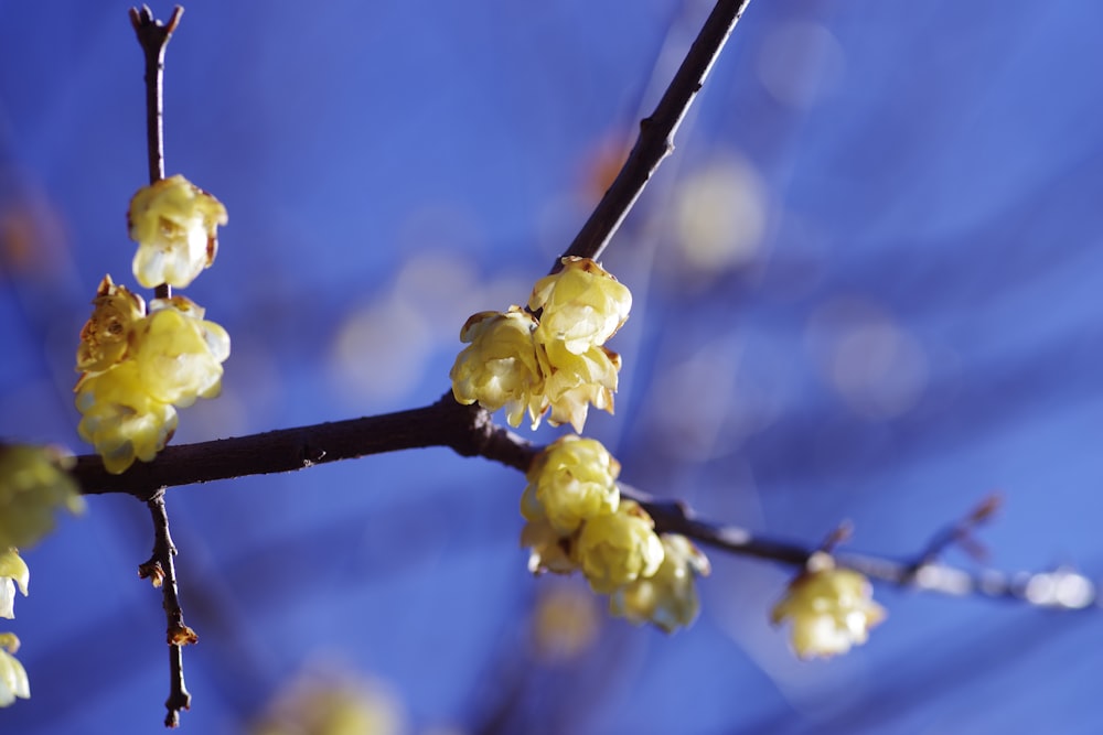 a close up of a tree branch with yellow flowers