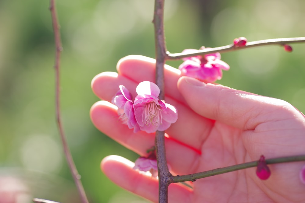 a hand holding a branch with pink flowers