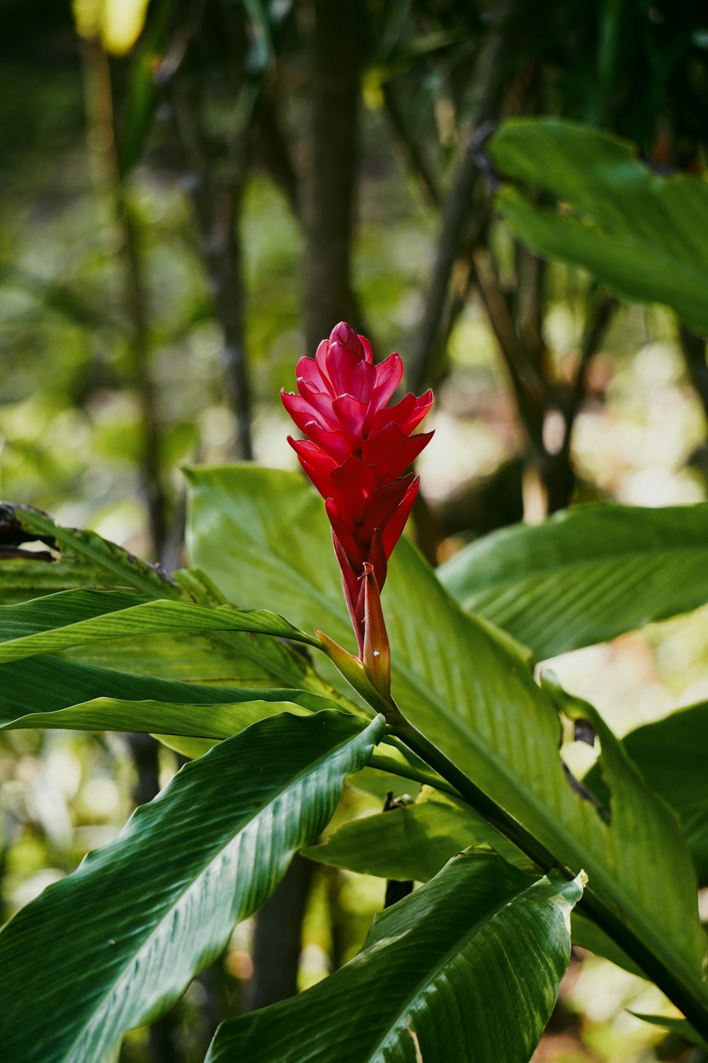 a red flower is blooming on a green plant