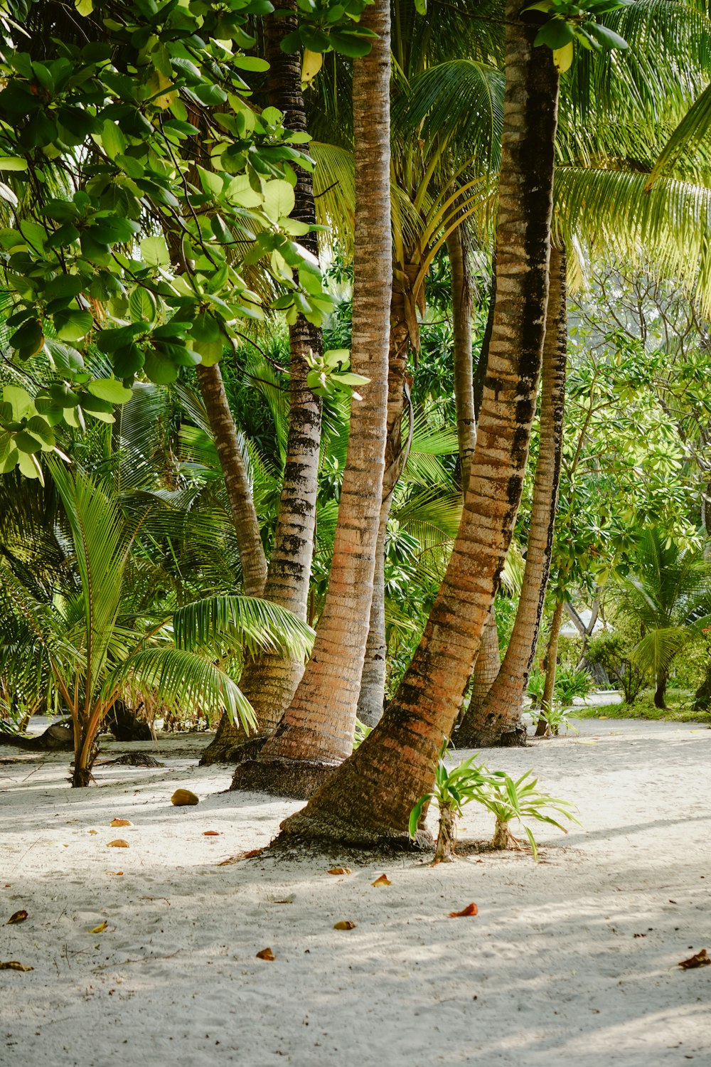 a couple of palm trees sitting on top of a sandy beach