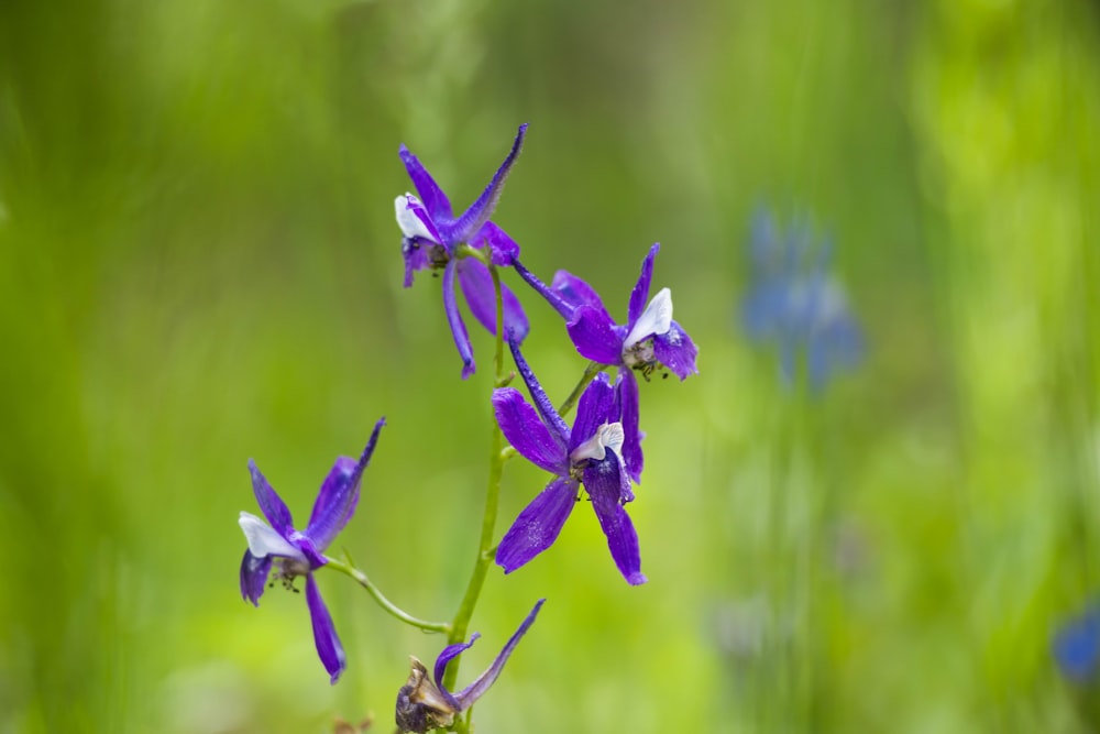 a close up of a purple flower in a field