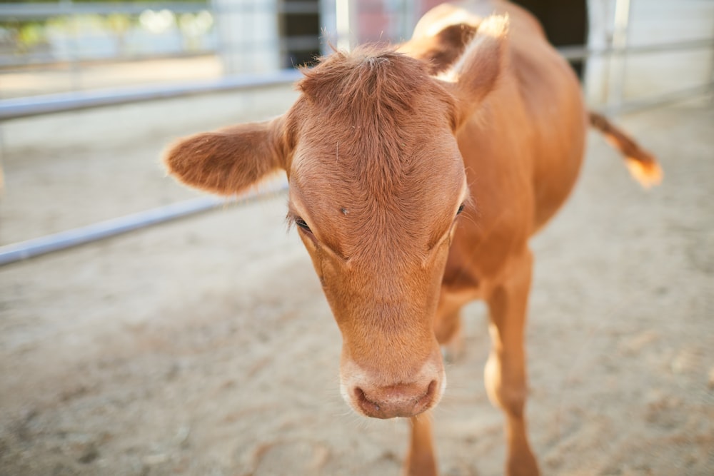 a brown cow standing next to a metal fence