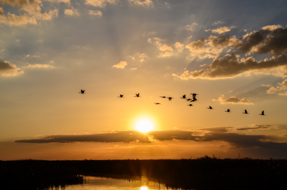 a flock of birds flying over a body of water