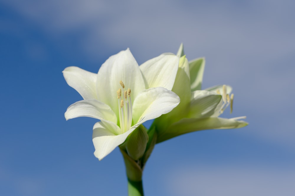 un fiore bianco con un cielo blu sullo sfondo