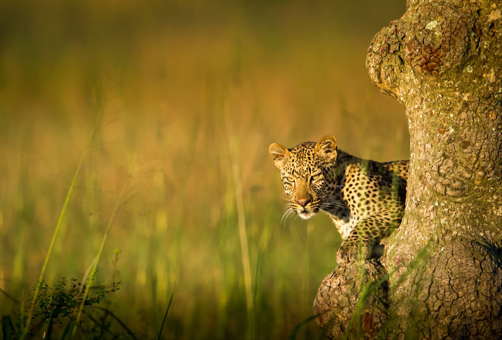 Un leopardo está trepando por el tronco de un árbol