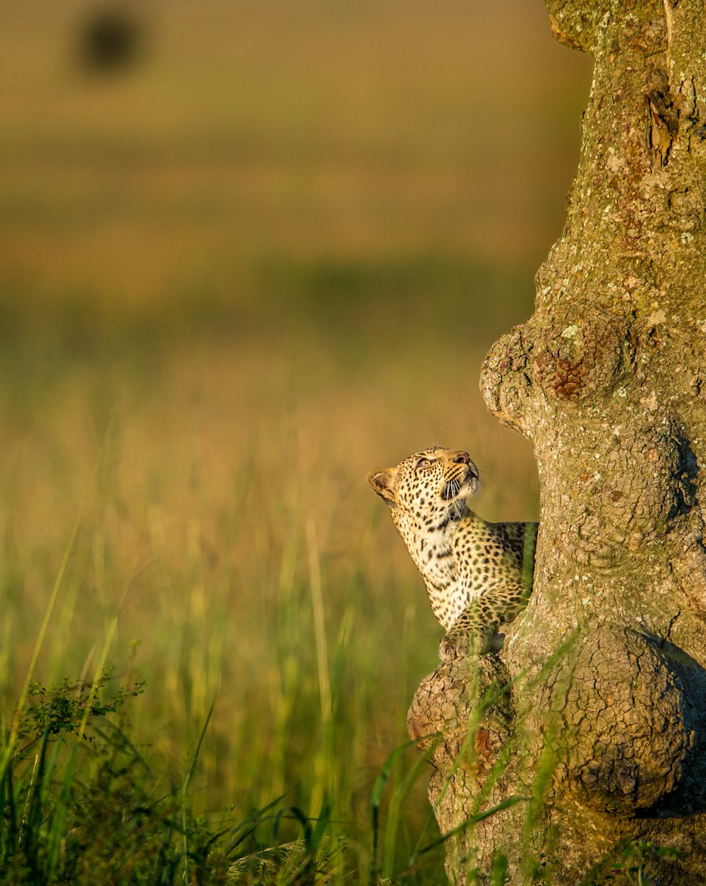 a cheetah climbing up the side of a tree