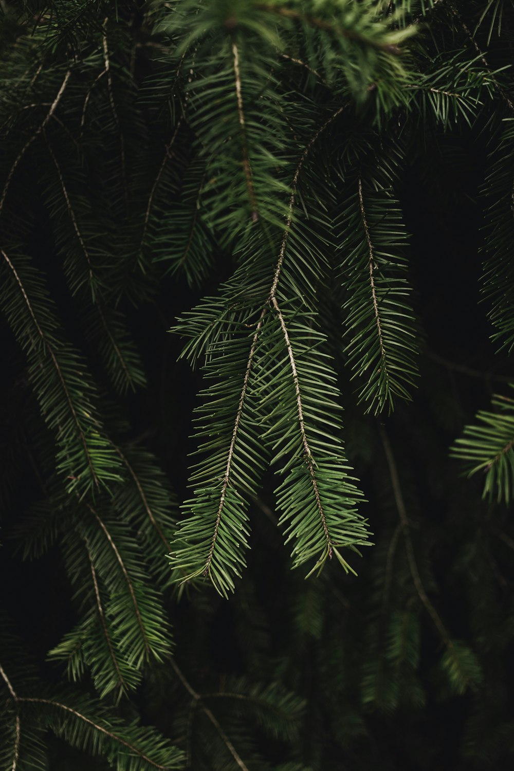 a close up of a pine tree branch