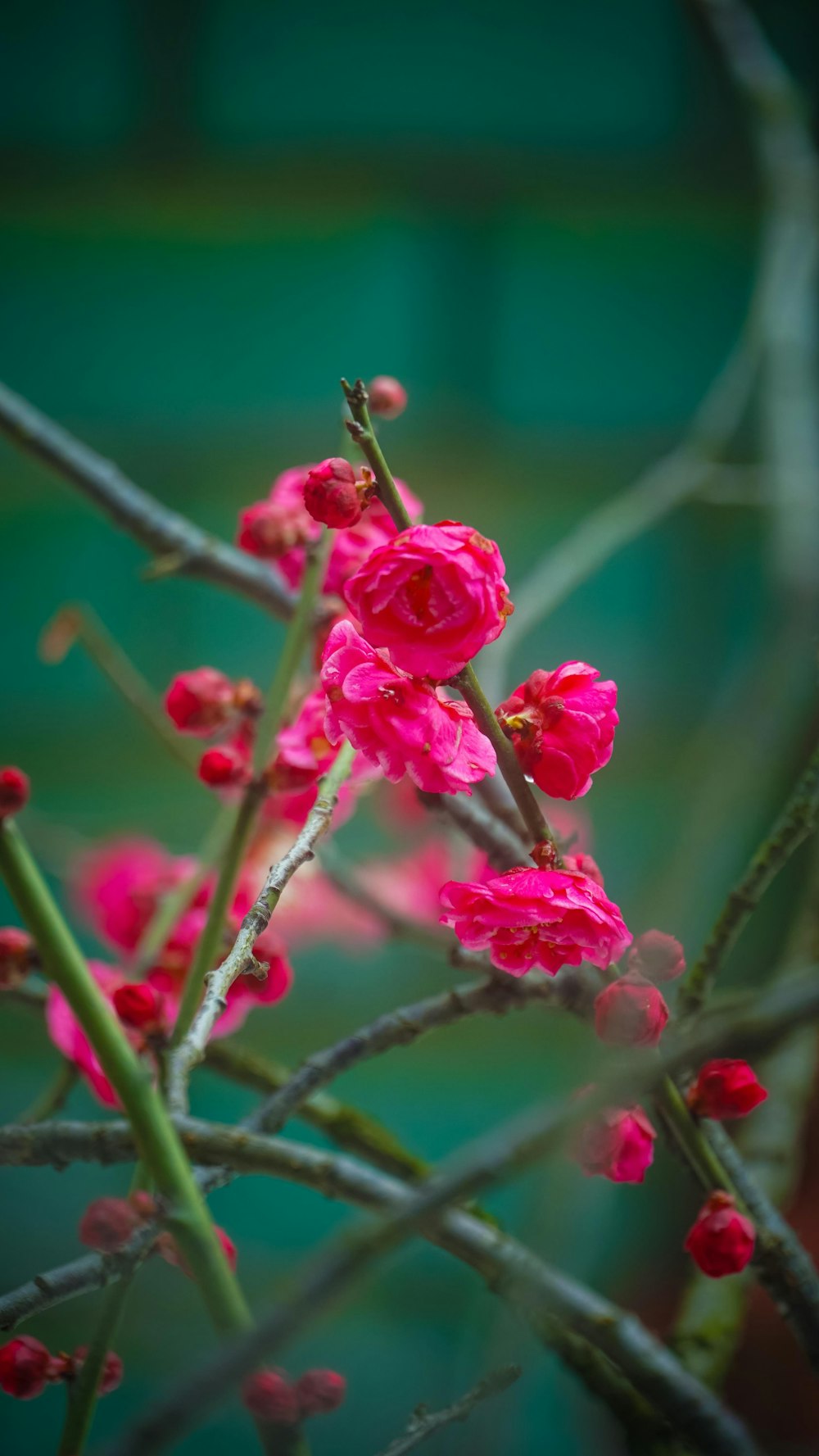 a close up of a pink flower on a branch