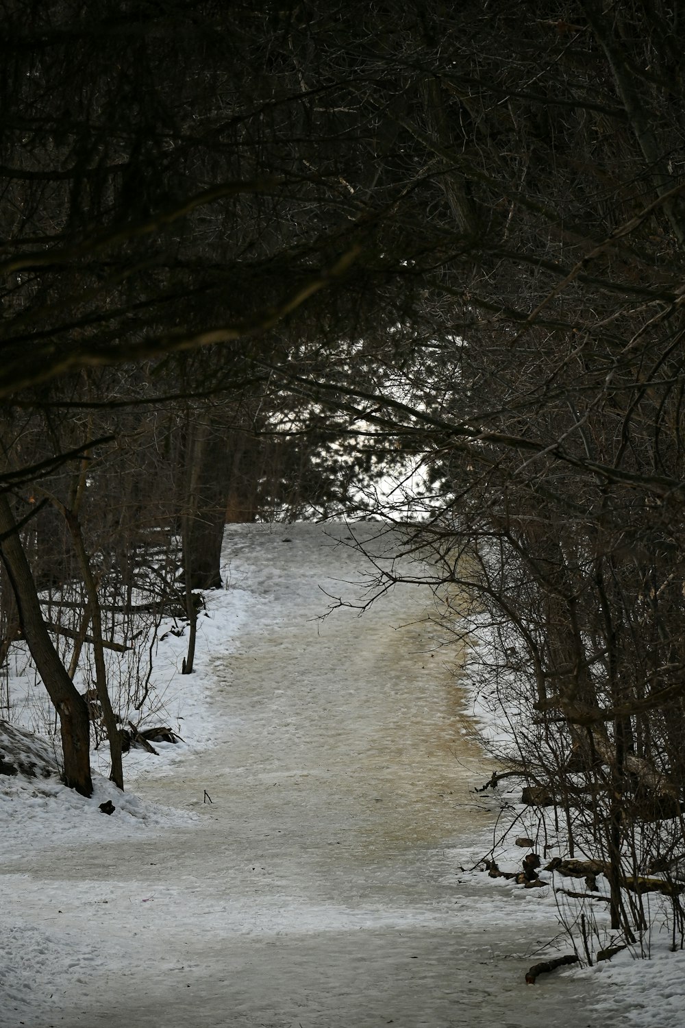 a path in the woods with snow on the ground