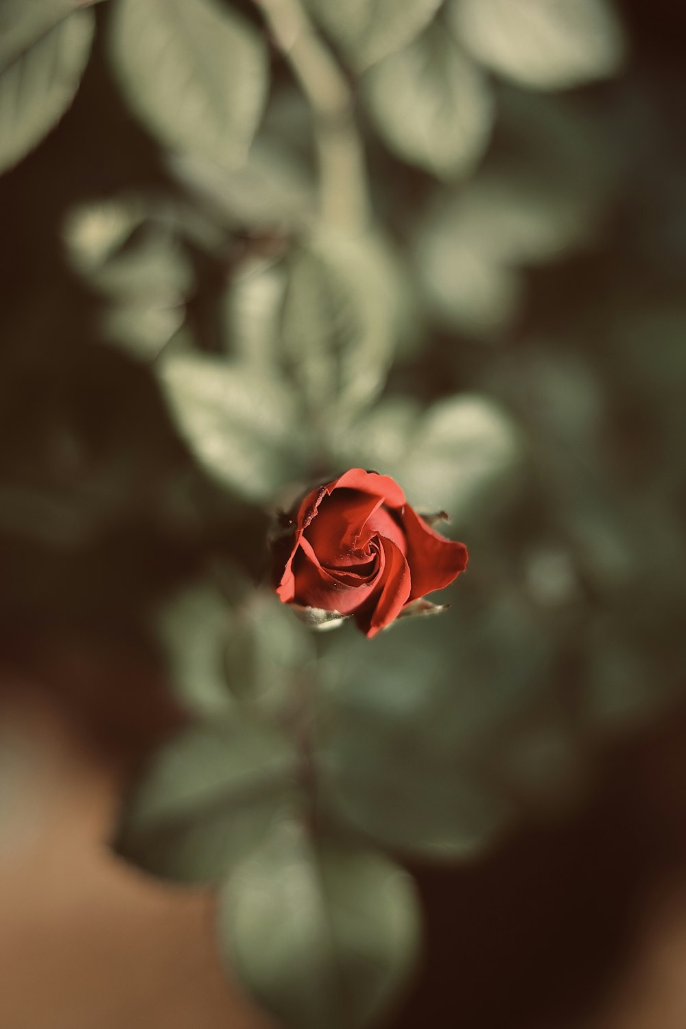 a single red rose sitting on top of a green bush