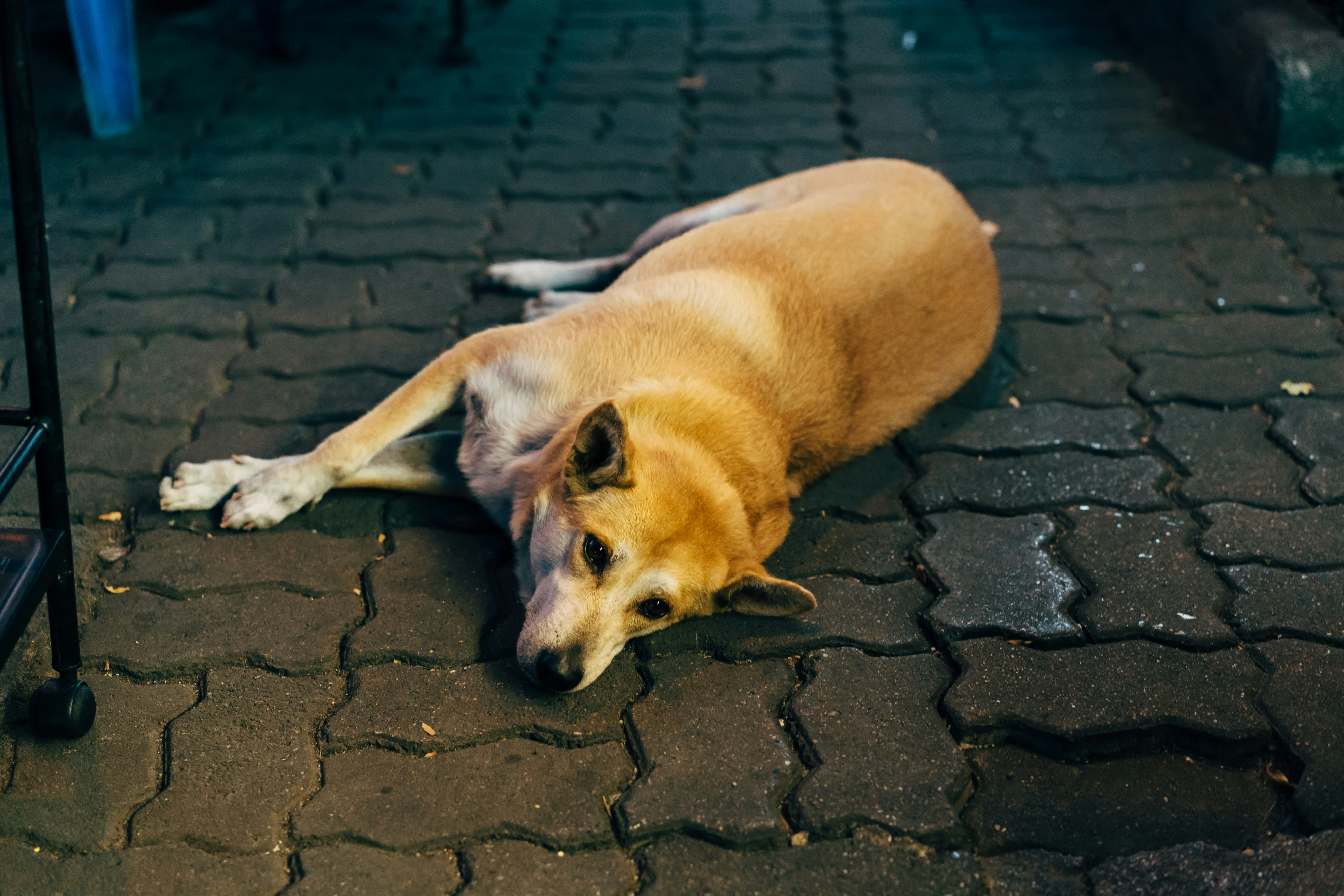 DOGE стає бичачим: новий список ETF та зростаюча активність в мережі викликають прорив Dogecoin