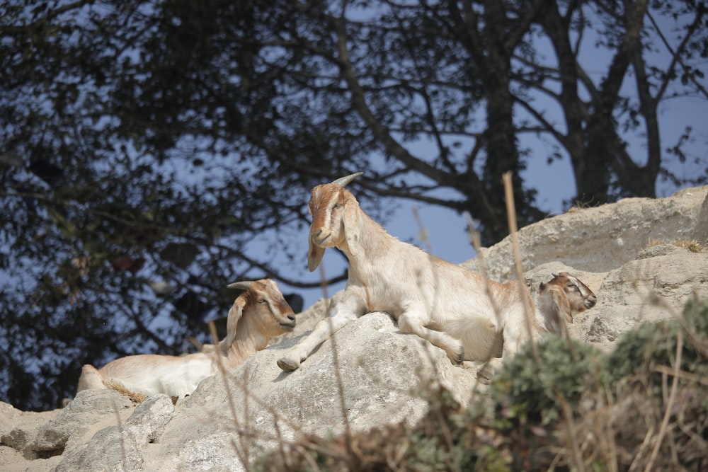 a couple of goats sitting on top of a rocky hillside