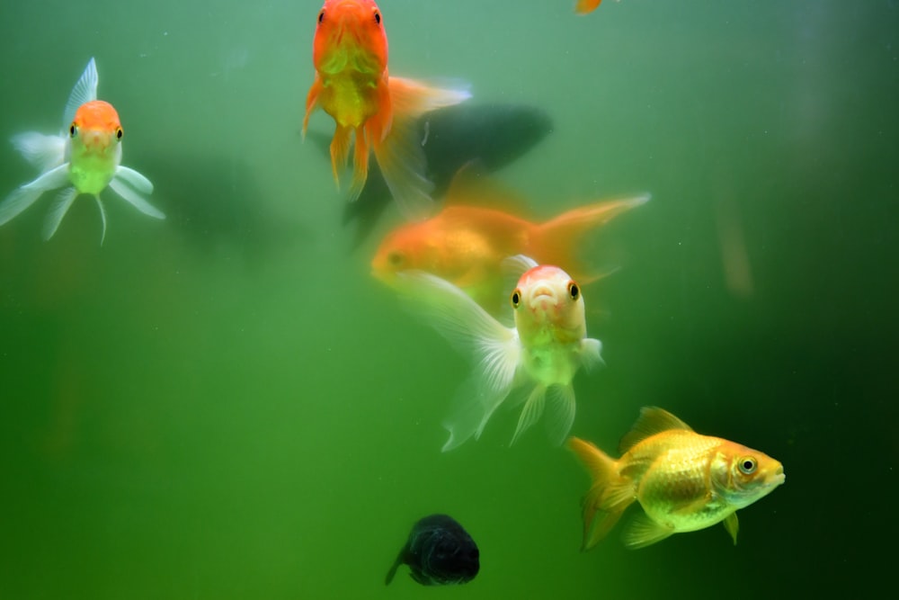 a group of goldfish swimming in an aquarium