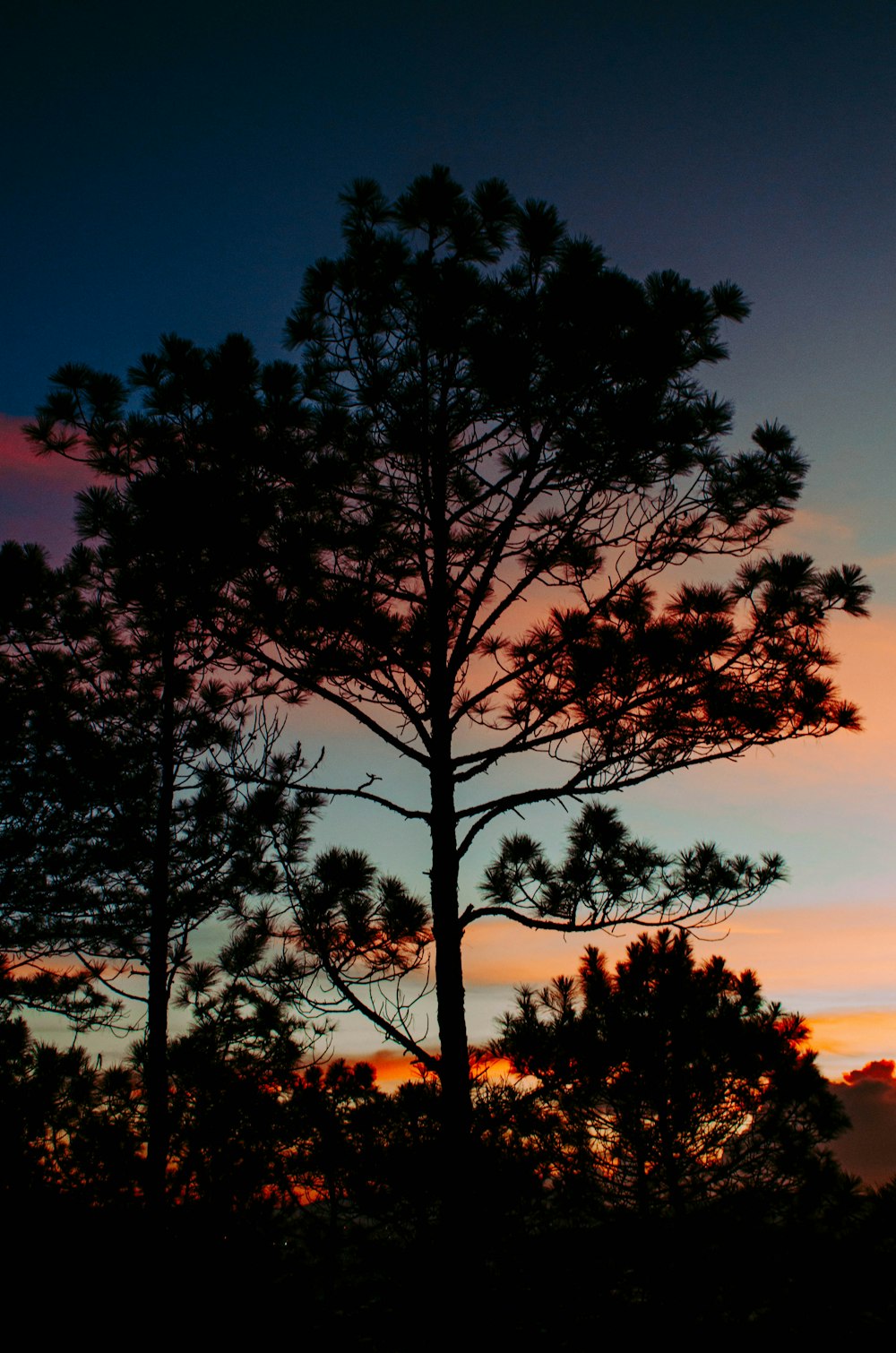 a couple of trees that are next to each other