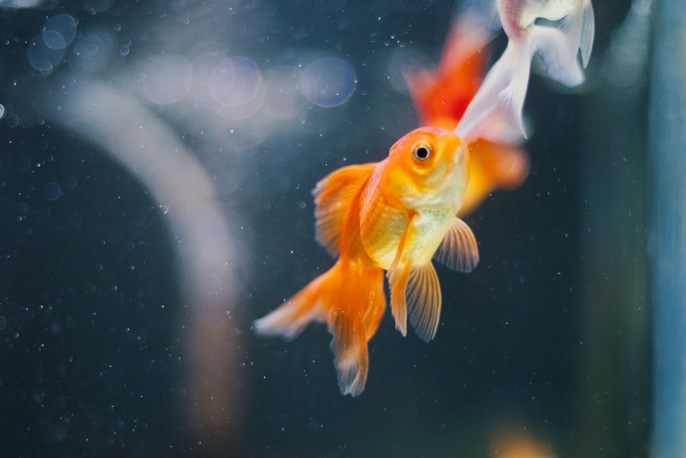a couple of goldfish swimming next to each other