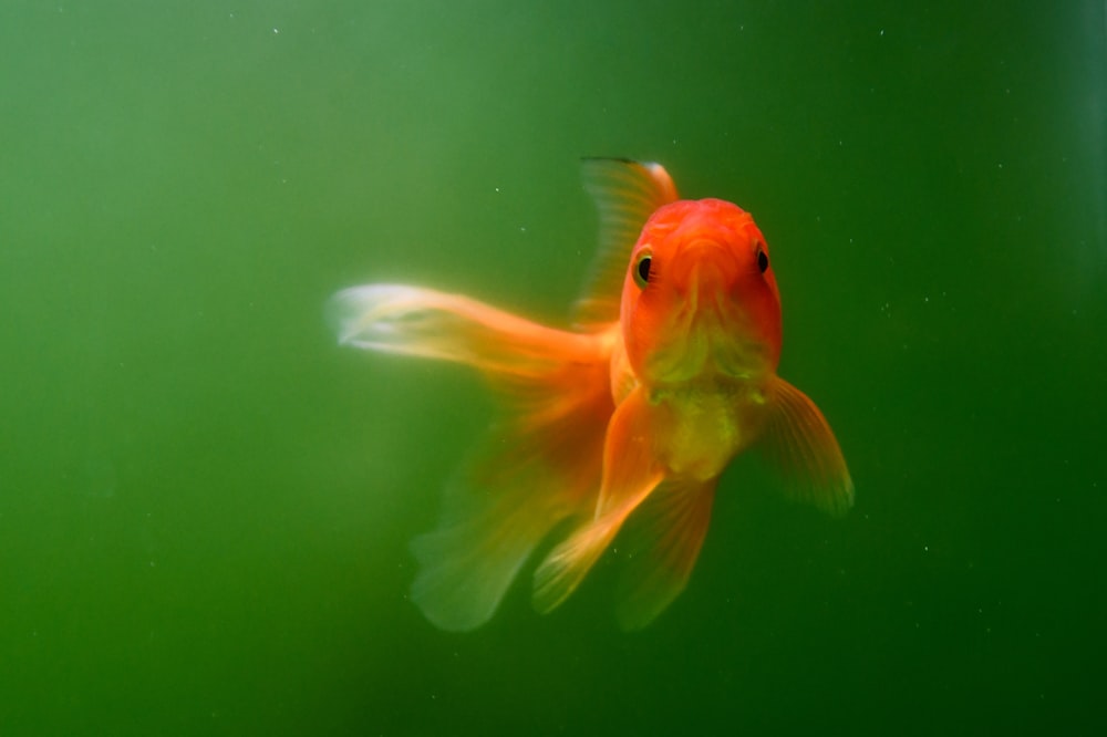 a close up of a goldfish in an aquarium