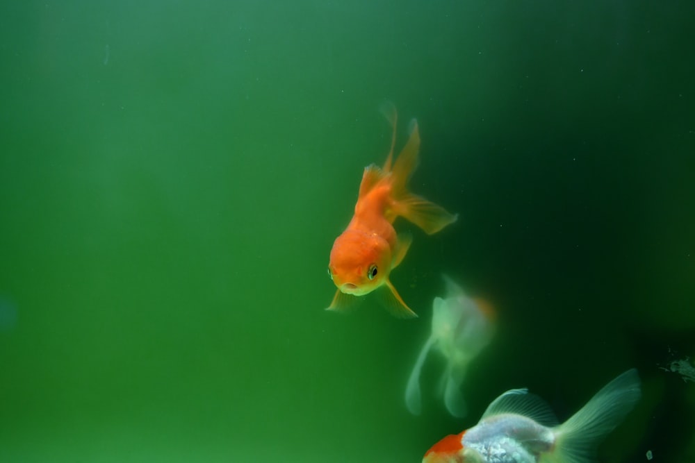 a group of goldfish swimming in an aquarium