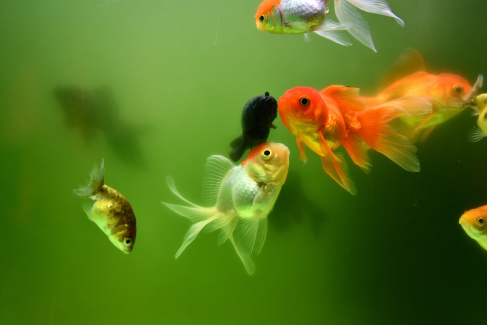 a group of goldfish swimming in an aquarium