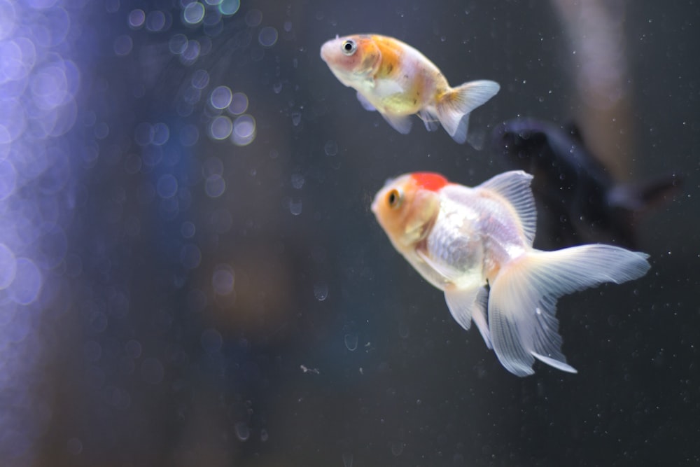 a couple of goldfish swimming next to each other