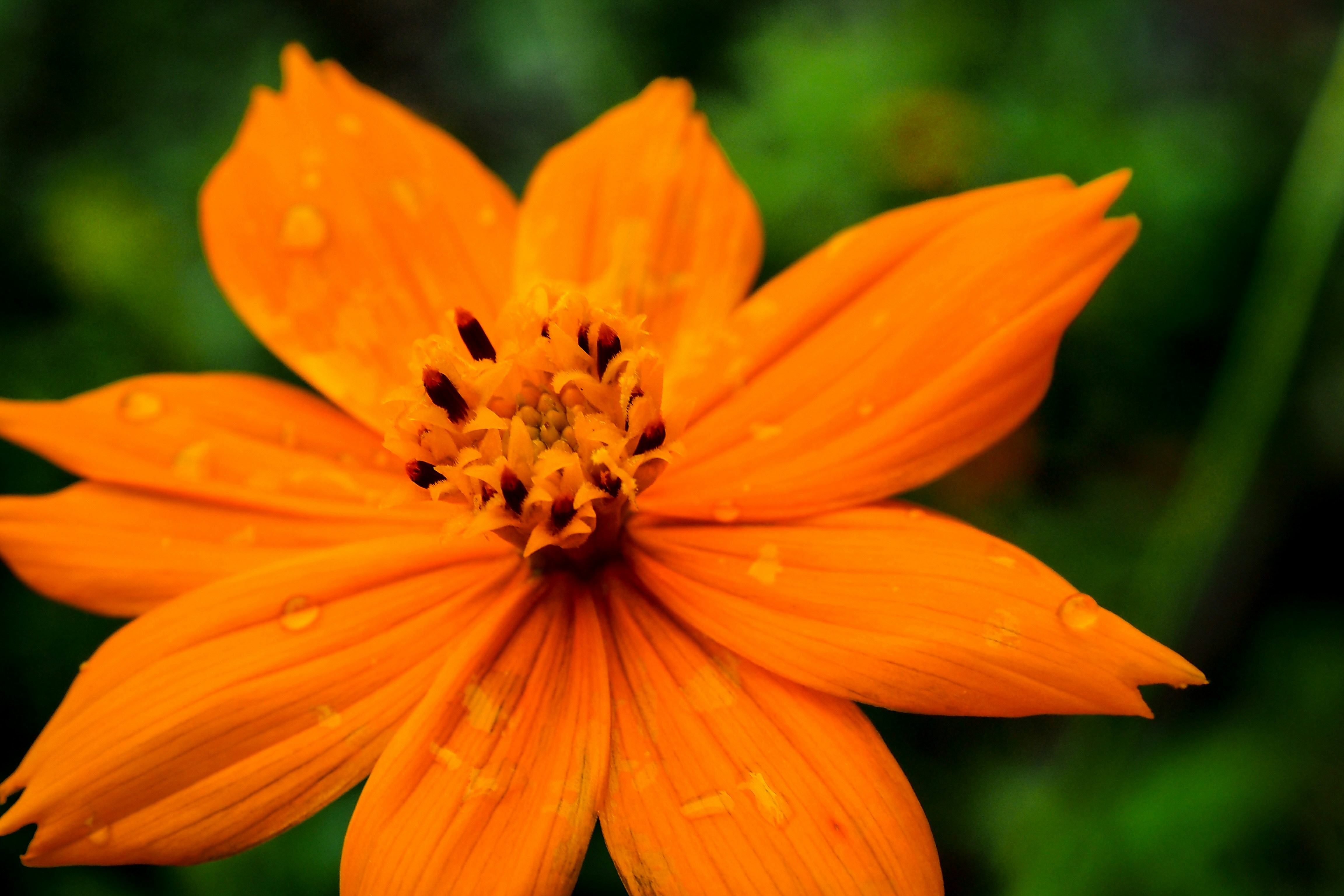 Photo by galihsputro