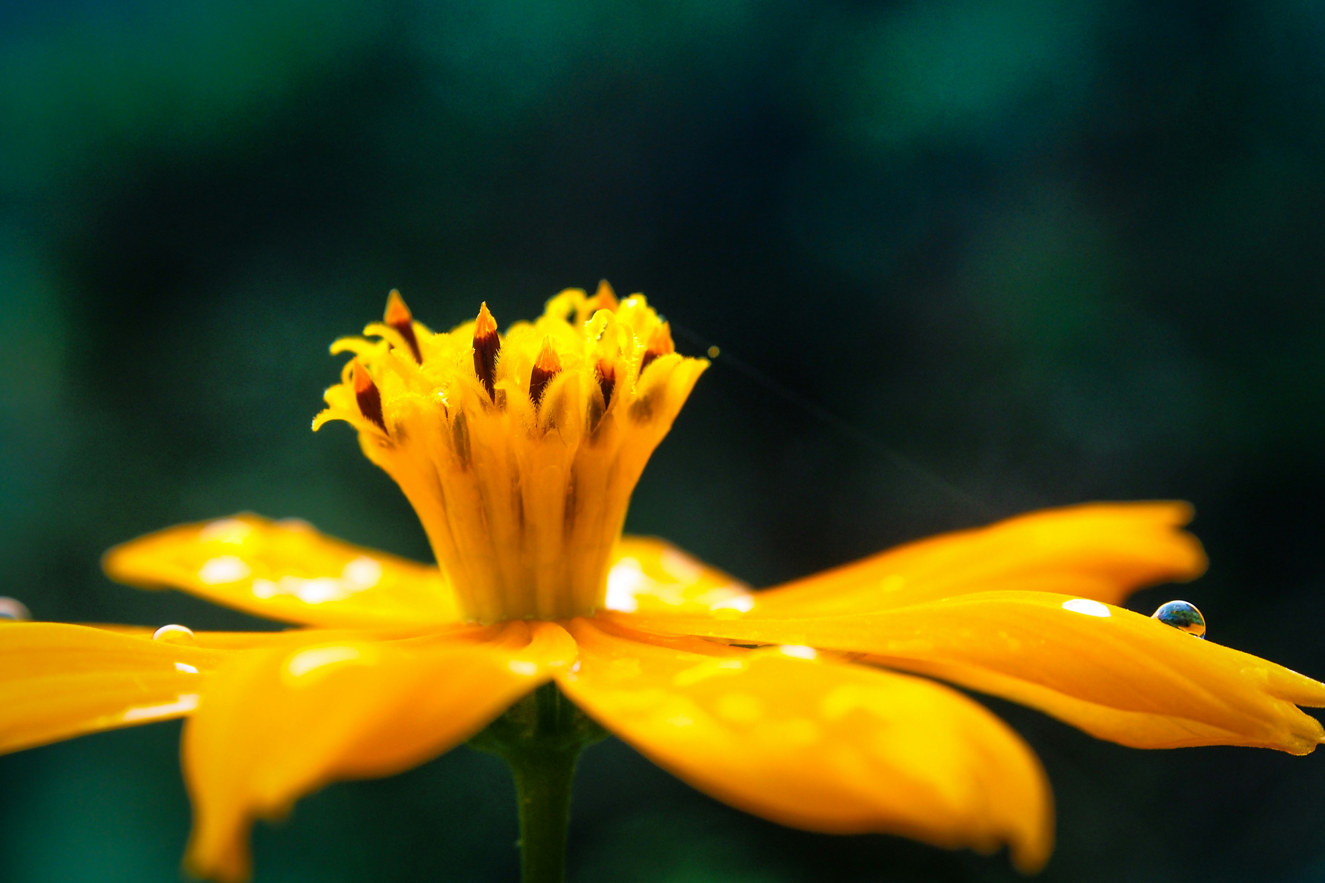 Photo by galihsputro