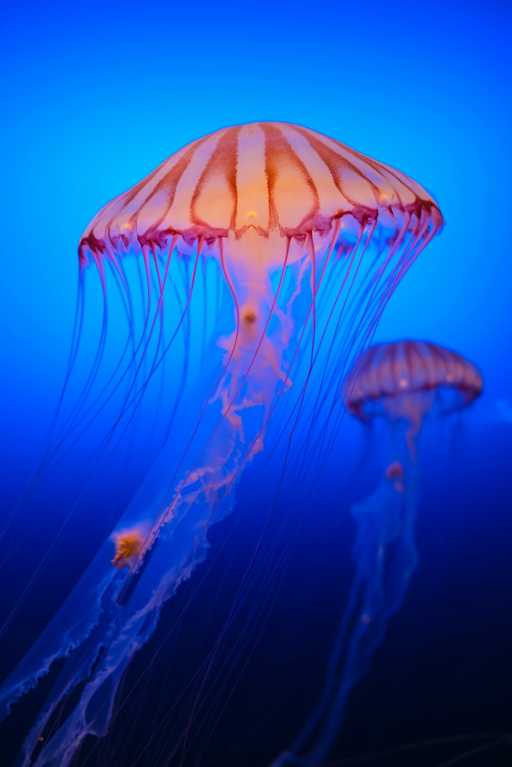 a group of jellyfish swimming in the ocean