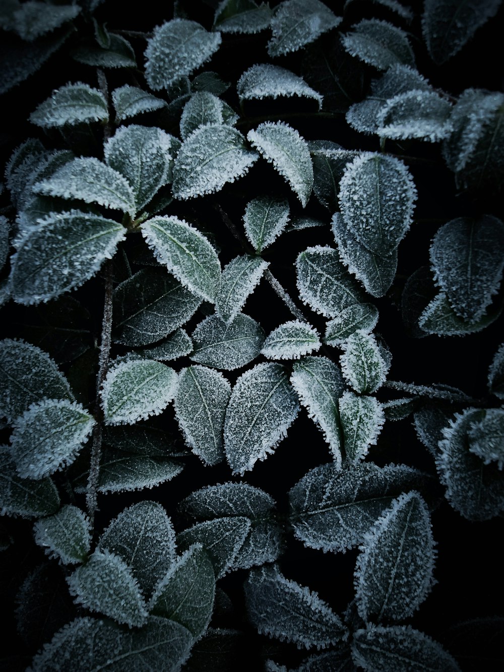a bunch of leaves covered in frost on a black background