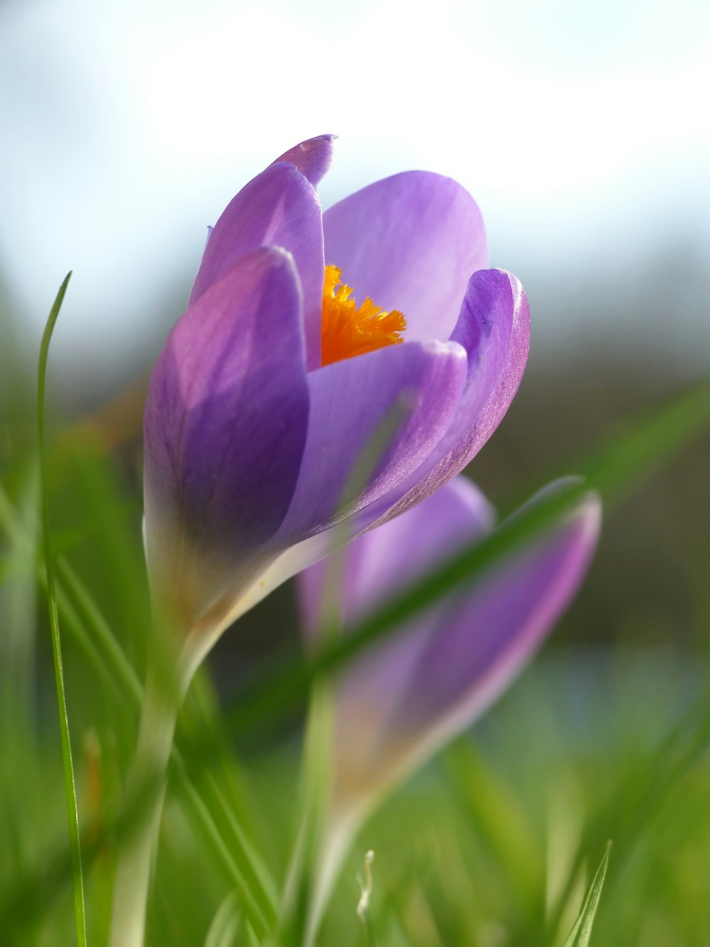 a close up of a purple flower in the grass