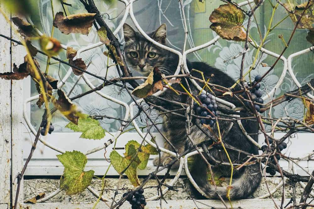 a cat is sitting in the branches of a tree