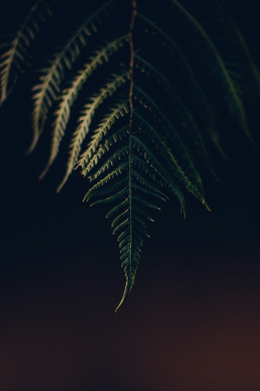 a close up of a green leaf on a dark background