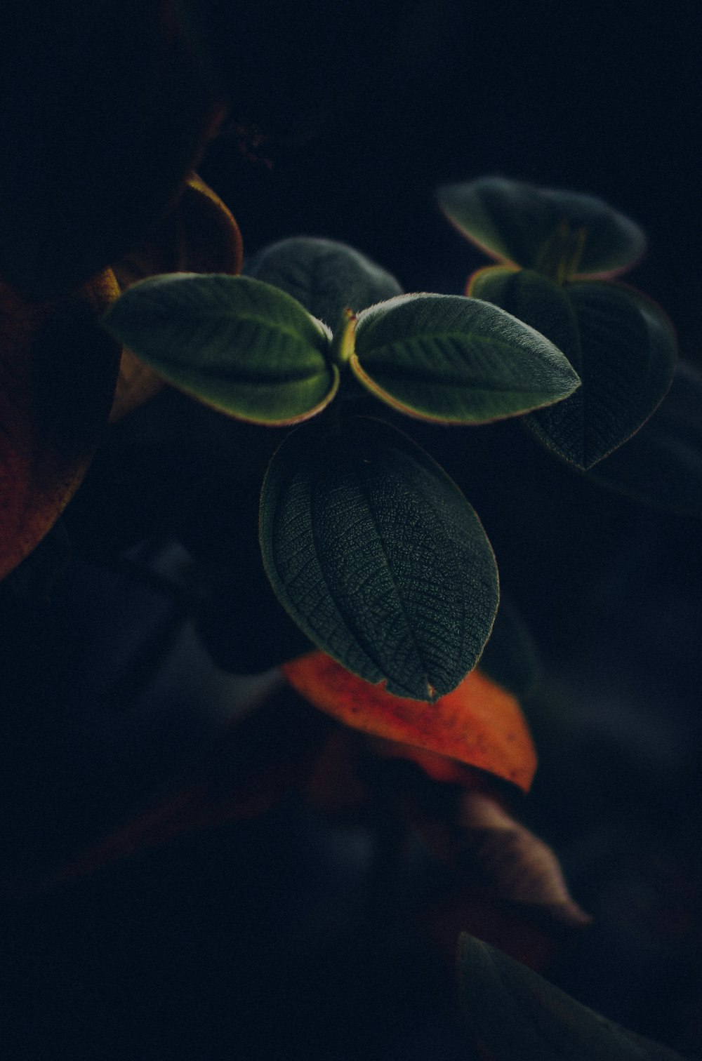 a close up of a plant with leaves