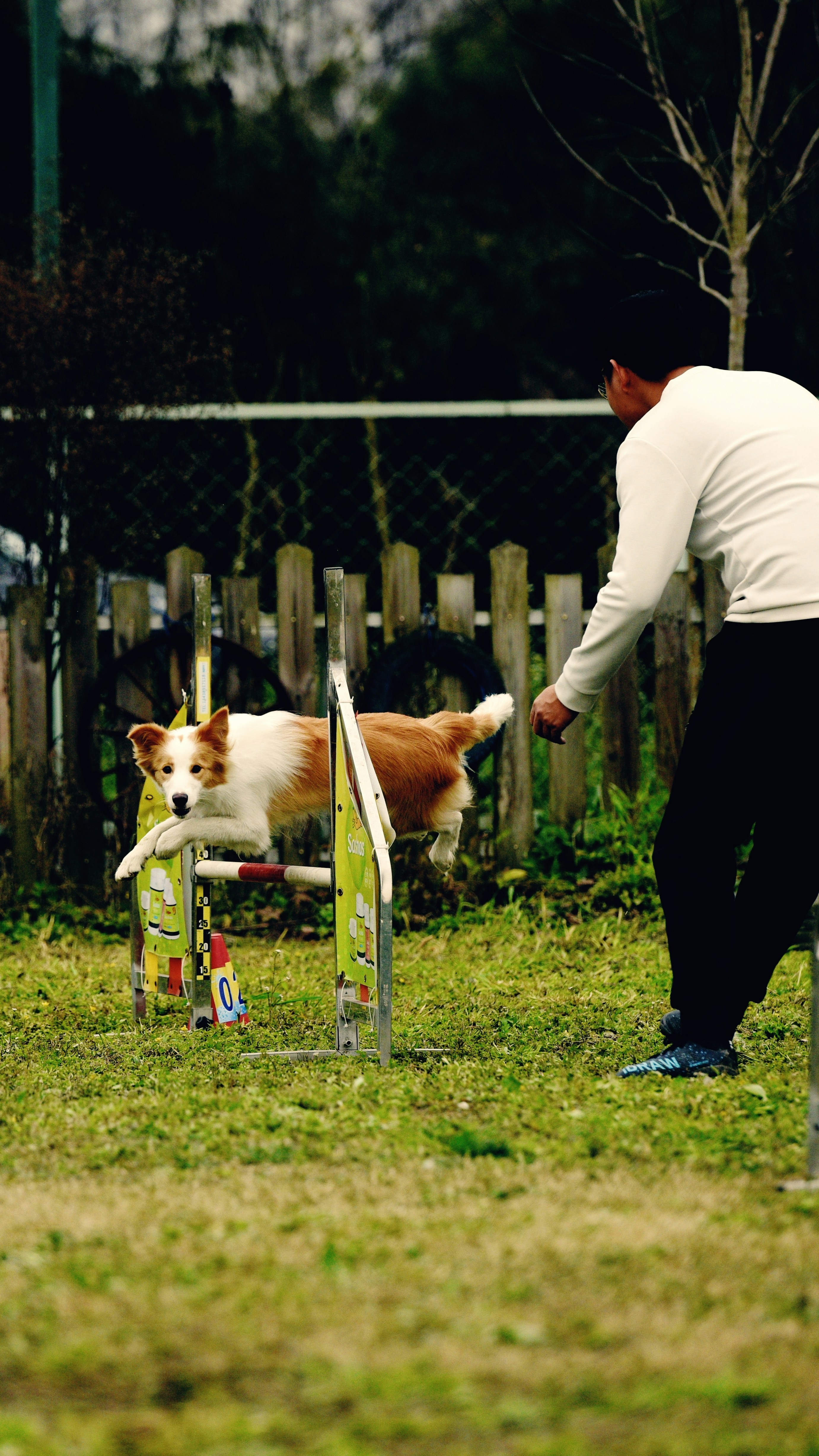 A trainer and dog in a training session