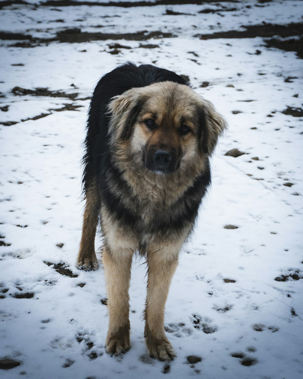 Ein großer braun-schwarzer Hund steht im Schnee