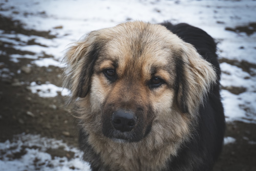 a close up of a dog in the snow