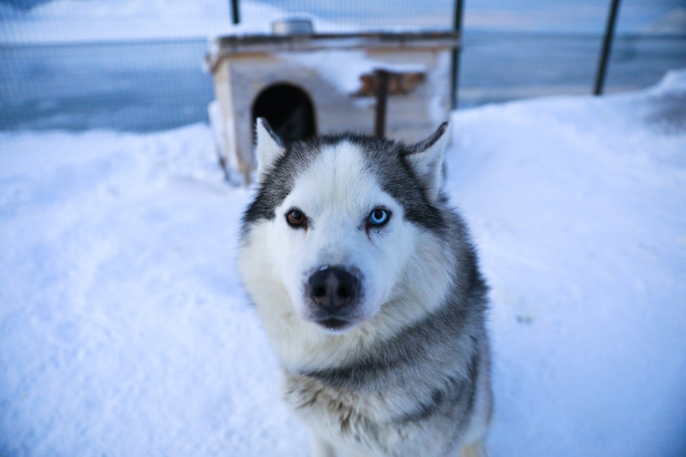 a husky dog sitting in the snow next to a dog house