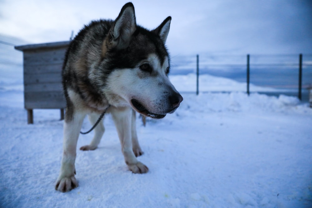 a husky standing in the snow next to a bench