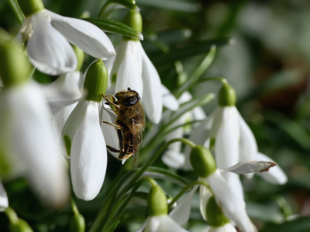 a close up of a flower with a bee on it