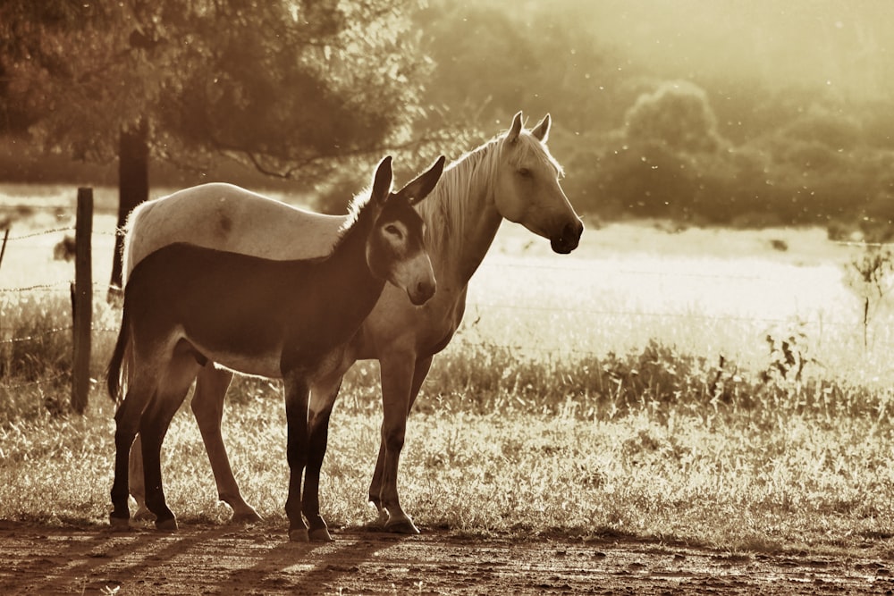 two horses standing next to each other in a field