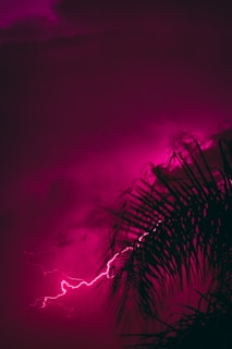 a palm tree with a purple sky in the background