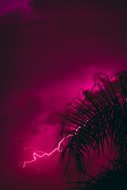 a palm tree with a purple sky in the background