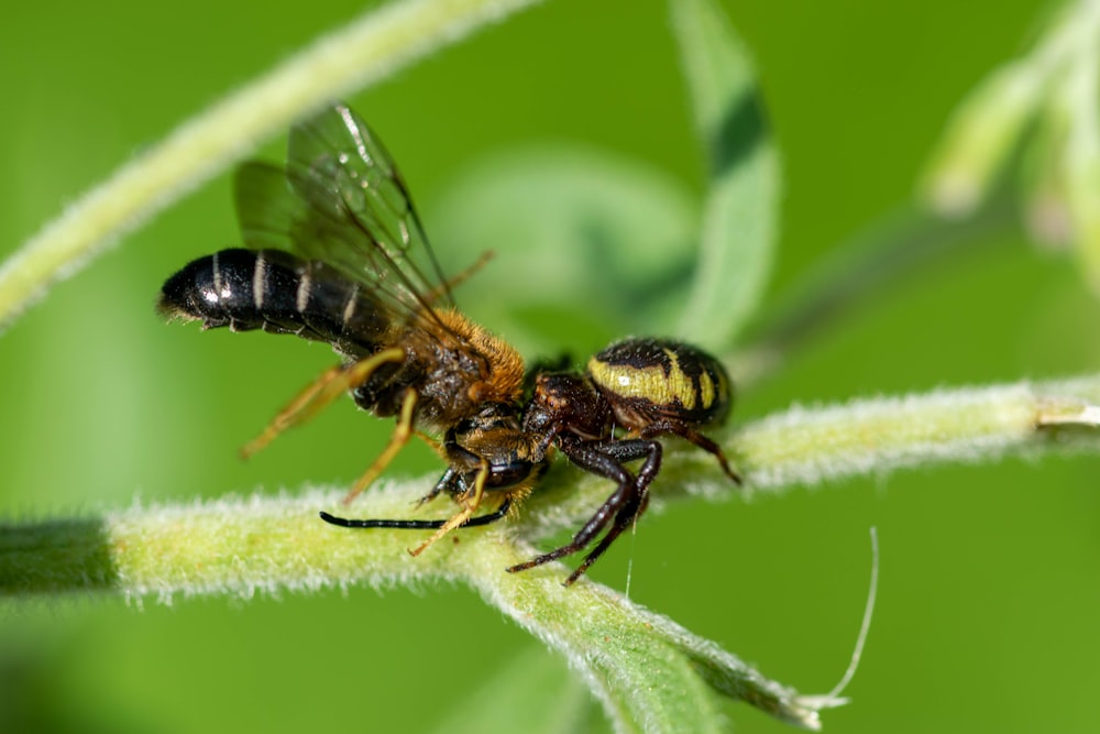 a couple of bees sitting on top of a green plant