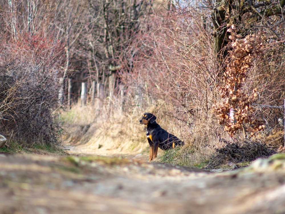 a black and brown dog standing in the middle of a forest