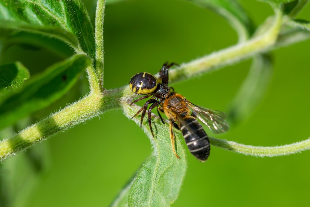 a close up of a fly on a leaf