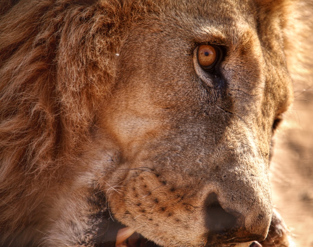 a close up of a lion's face with a blurry background