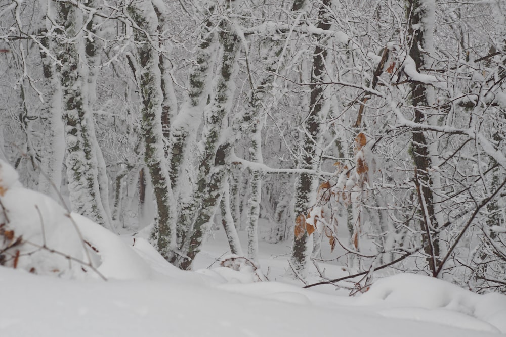 a person riding skis on a snowy surface