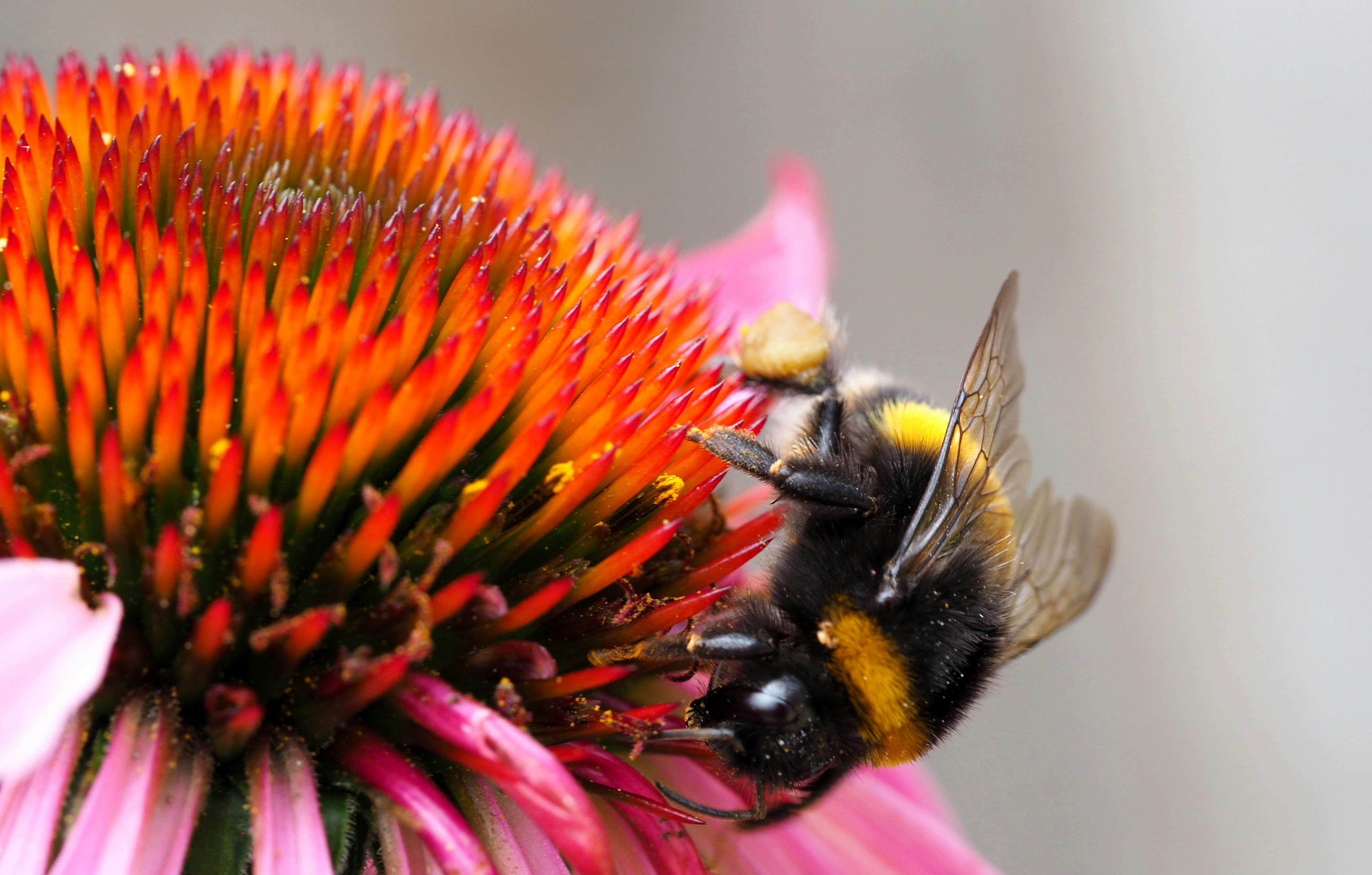 Photo by bigponorris